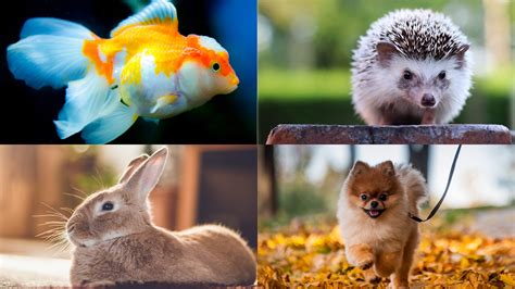 Pet Animals Images