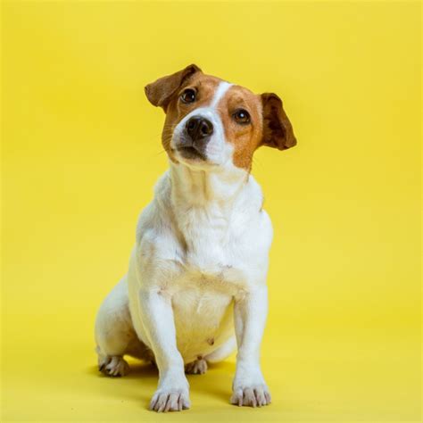 Pet Dog