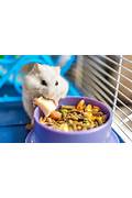 Pet Hamster Care for Kids Tips Advice