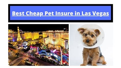 Pet Insurance Las Vegas