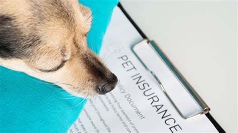 Pet Insurance With Financing