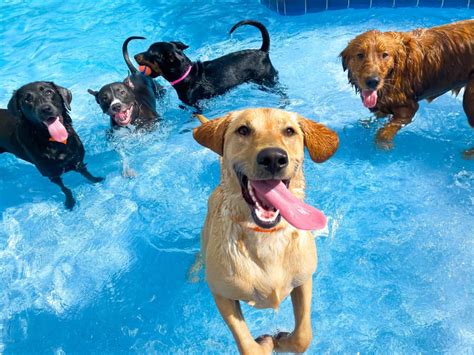 Pet Paradise Oakleaf