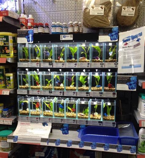 Pet Store Betta Fish