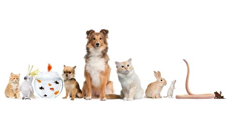 Pet Wallpaper