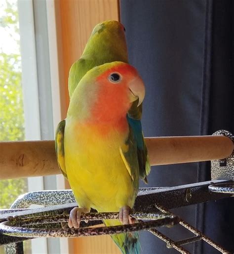 Area pets available for adoption (now with BIRD PHOTOS), Oct. 23, 2019