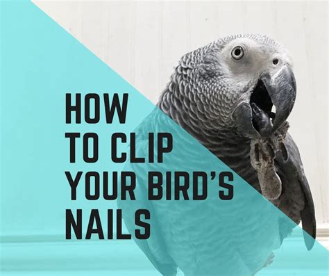 How to Groom a Bird Parrot Wing & Nail Clipping YouTube