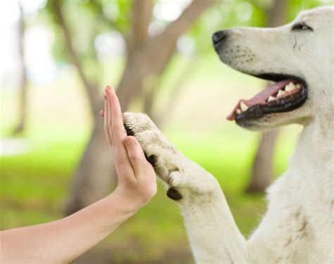 Dog training classes Group Classes Beginner/Expert Hunter Canine