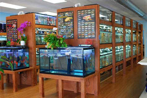 Pet Store Fish Tanks
