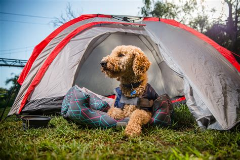 DogFriendly Camping in Maine Dog friends, Dog travel, Camping in maine