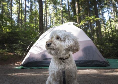 Best PetFriendly Camping Spots In The Bay Area CBS San Francisco