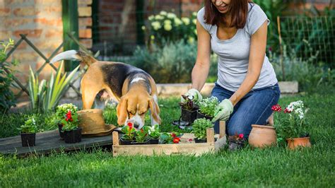 9 Tips for Keeping a PetFriendly Garden thegoodstuff