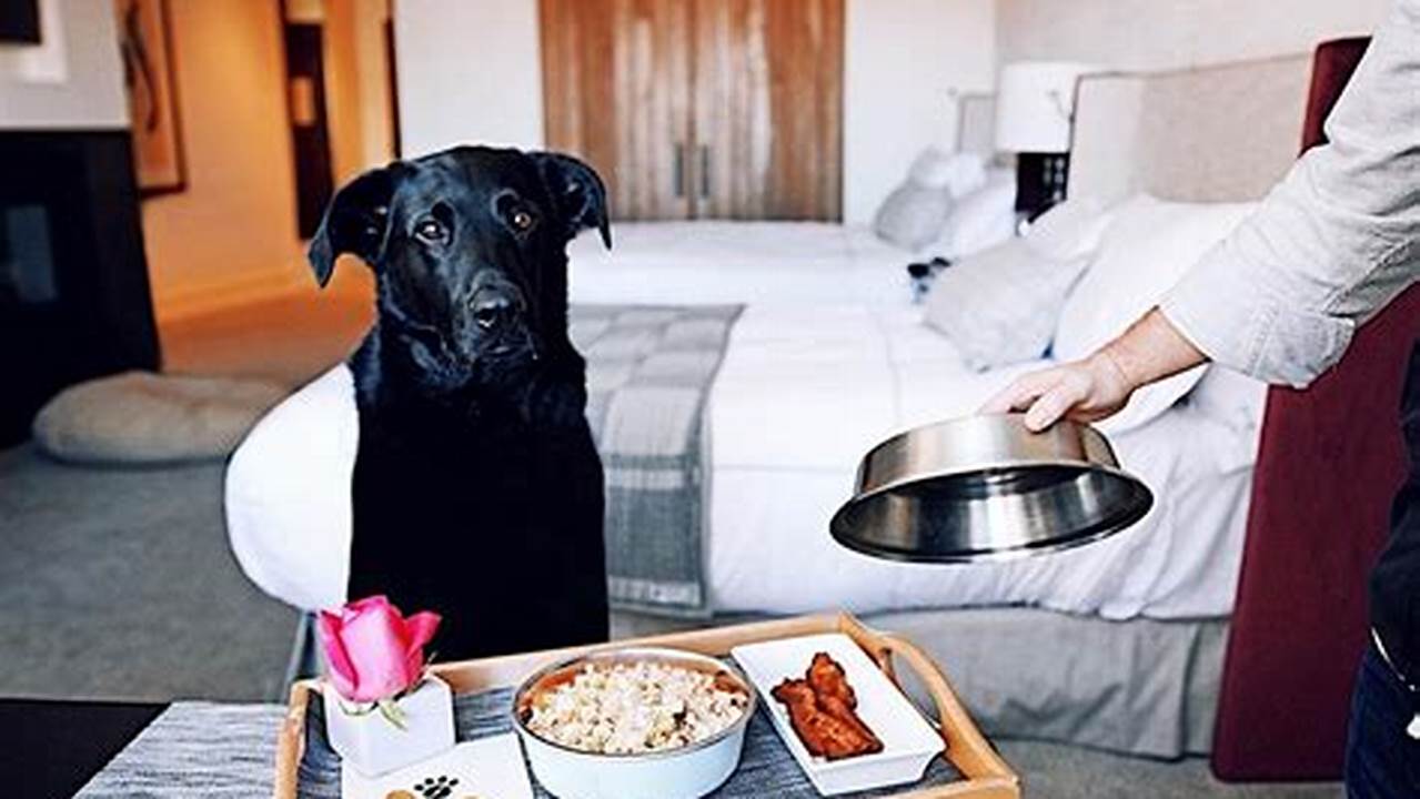Pet-friendly Room Service, Pet Friendly Hotel