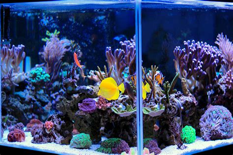 Petco saltwater fish expert care and advice