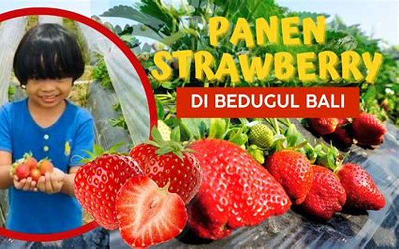 Petik Strawberry Bedugul, Nikmati Buah Segar Dari Dataran Tinggi Bali