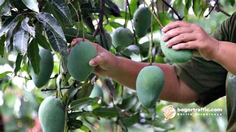 Petik Mangga