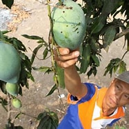 Arti Petik Mangga: The Tradition of Harvesting Mangoes in Indonesia