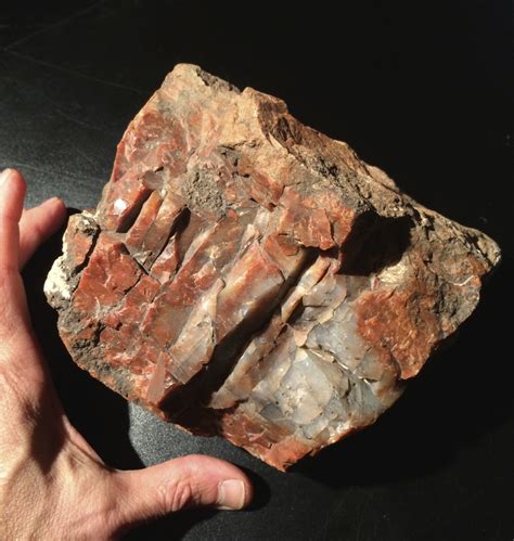 Petrified Wood Stone