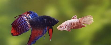 Pez Betta Macho