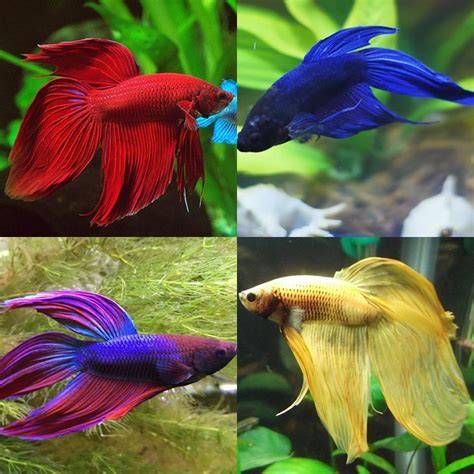 Pez Betta Precio
