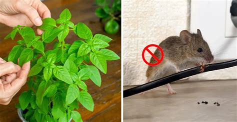 4 wirksame Pflanzen, die Ratten für immer von Ihrem Zuhause fernhalten