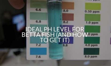 Ph Levels For Betta Fish