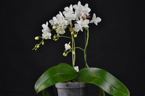 Phal Timothy Christopher