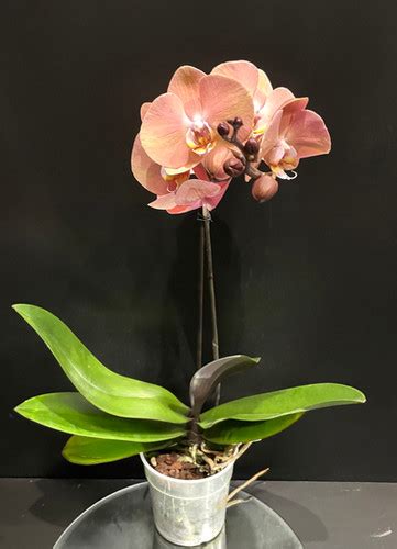 Phalaenopsis 1 12