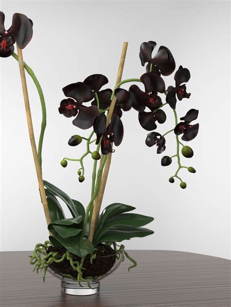 Phalaenopsis 3d Model