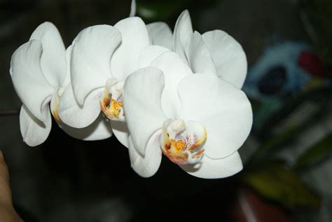 Phalaenopsis Alabaster
