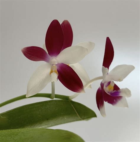 Phalaenopsis C