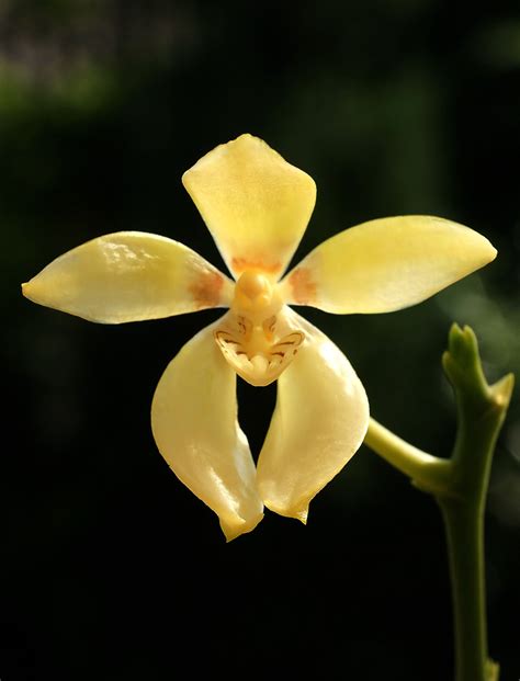 Phalaenopsis Cochlearis