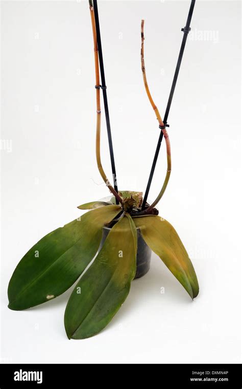 Phalaenopsis Crown Rot