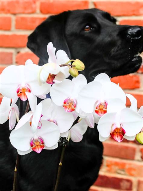 Phalaenopsis Dogs