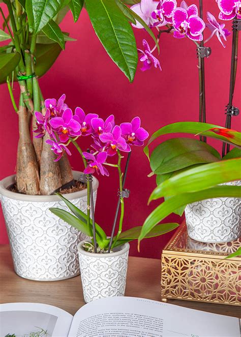 Phalaenopsis Dormancy