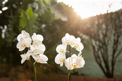 Phalaenopsis E Sol