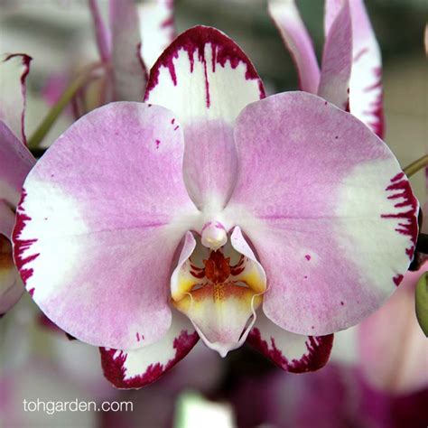 Phalaenopsis Ever Spring Prince