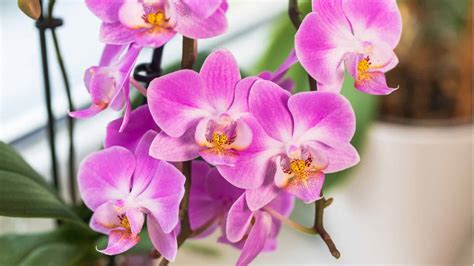 Phalaenopsis Genus