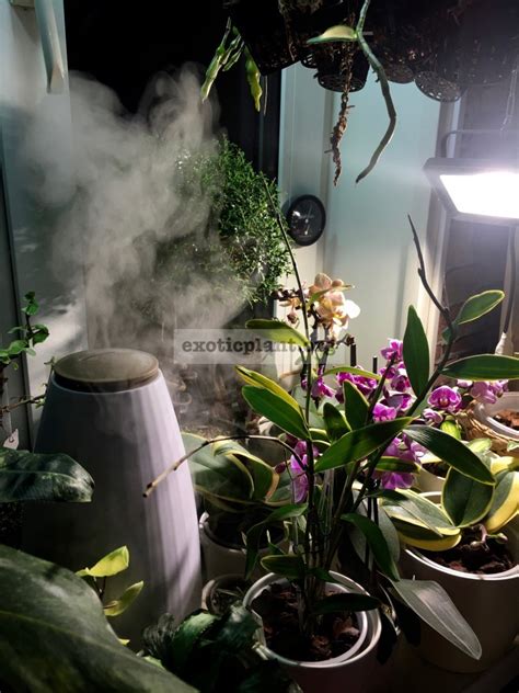 Phalaenopsis Humidity