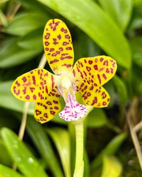 Phalaenopsis Little One