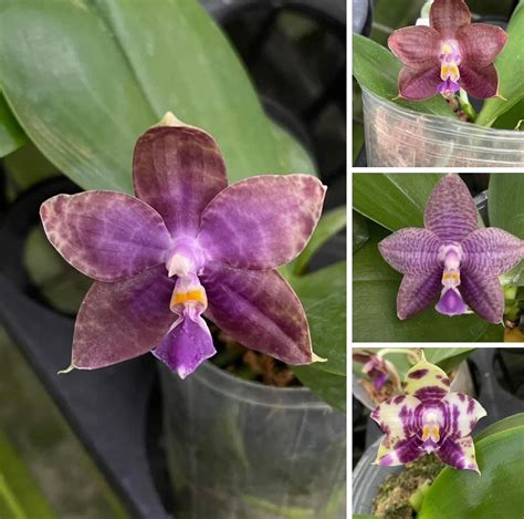 Phalaenopsis Ms