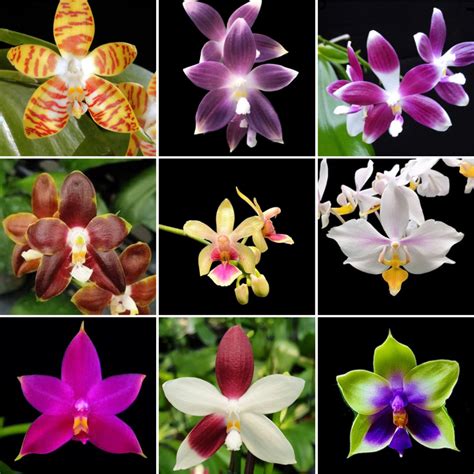 Phalaenopsis Names