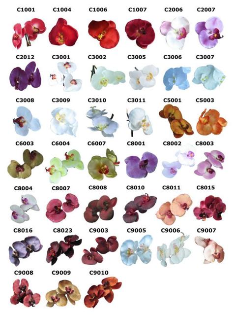 Phalaenopsis Orchid Color Names