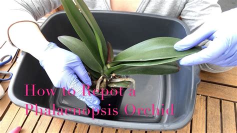 Phalaenopsis Orchid How To Repot