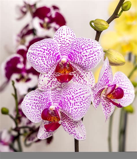 Phalaenopsis Orchid Humidity