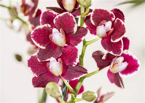 Phalaenopsis Rot