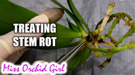 Phalaenopsis Stem Rot