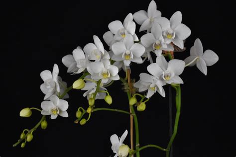 Phalaenopsis Timothy Christopher