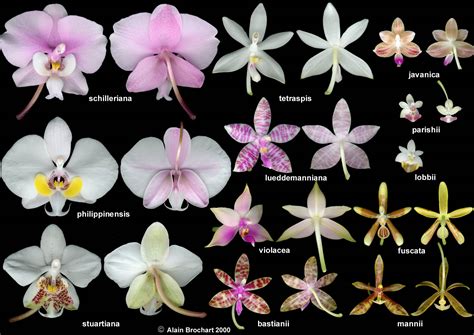 Phalaenopsis Types