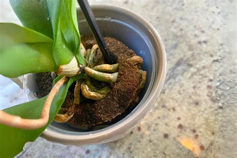 Phalaenopsis When To Repot