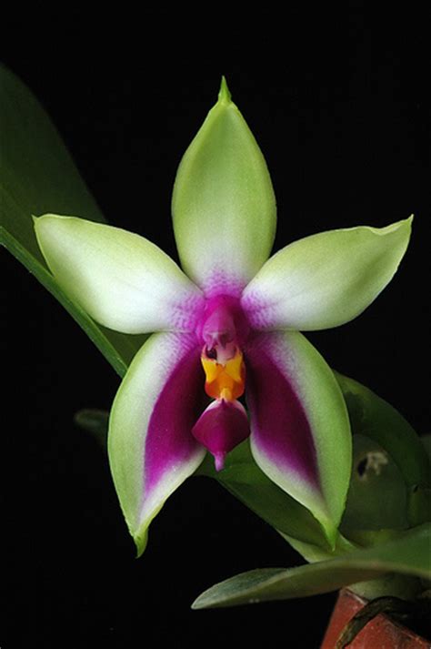 Phalaenopsis Wiki